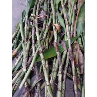 10 Thân Phát Tài Già, Không Lá.