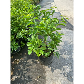 cây LÀI NHẬT chậu lớn