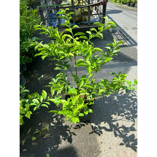 cây LÀI NHẬT chậu lớn