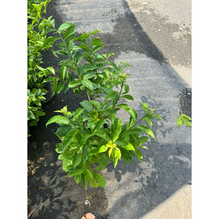 cây LÀI NHẬT chậu lớn