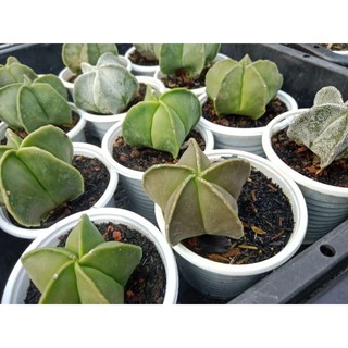 Xương rồng Astro NGÔI SAO MINI XINH ĐẸP ( Quà tặng)