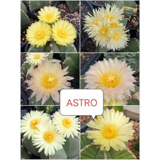 Xương rồng Astro size 4,5cm