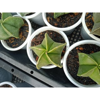 Xương rồng Astro NGÔI SAO MINI XINH ĐẸP ( Quà tặng)
