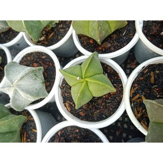 Xương rồng Astro NGÔI SAO MINI XINH ĐẸP ( Quà tặng)