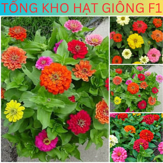 Hạt Giống Hoa Cúc Lá Nhám Tổng kho hạt giống f1