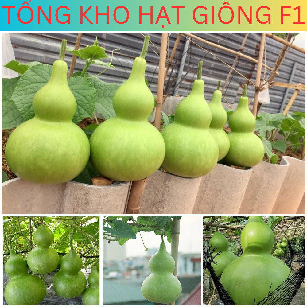 Hạt giống bầu hồ lô siêu trái (tặng kèm phân)