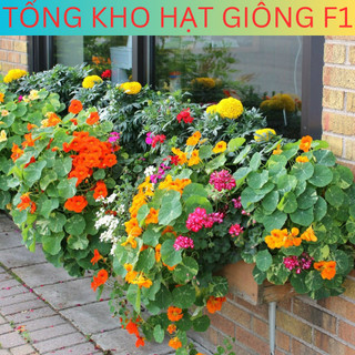 20H - Hạt giống hoa Sen Cạn nhiều màu dễ trồng, siêu hoa