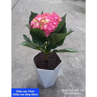 Cây hoa cẩm tú cầu, đang hoa.