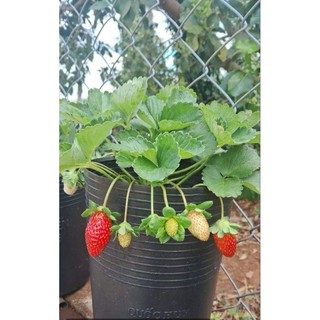 Combo vỉ 11 cây giống dâu tây 🍓 new