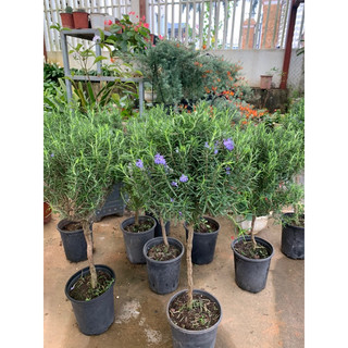 Hương thảo - cây hương thảo thân tree 6 năm tuổi - hương thảo dáng thoát thân