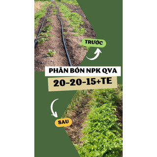 Phân bón NPK 20-20-15+TE CHÂU ÂU (gói 1KG)