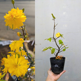 Cây giống Mai Đại Lộc chuẩn giống, gốc ghép khoẻ