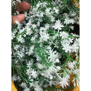 100g, 50g cỏ điểm nhặt sạch và chưa nhặt
