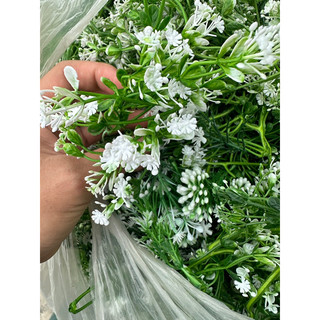 100g, 50g cỏ điểm nhặt sạch và chưa nhặt