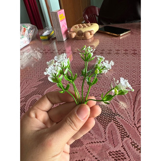 100g, 50g cỏ điểm nhặt sạch và chưa nhặt