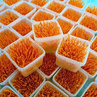 Đông trùng hạ thảo tươi (giao hoả tốc Hà Nội)