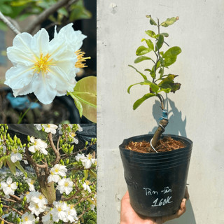 Cây giống bạch mai tân tân chuẩn giống, gốc ghép khoẻ, ổn định
