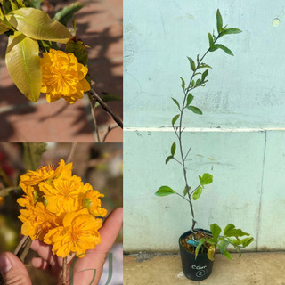 Mai cúc cam 24 cánh chuẩn giống, gốc ghép khoẻ