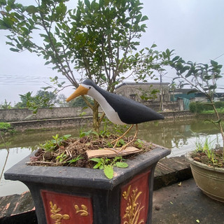 chim quốc mồi giả