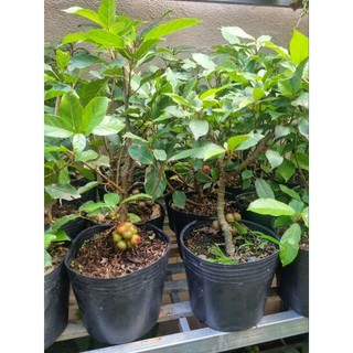 Chậu cây sung ăn quả - sung bonsai mini