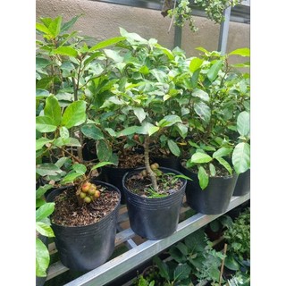 Chậu cây sung ăn quả - sung bonsai mini