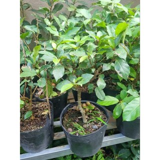 Chậu cây sung ăn quả - sung bonsai mini