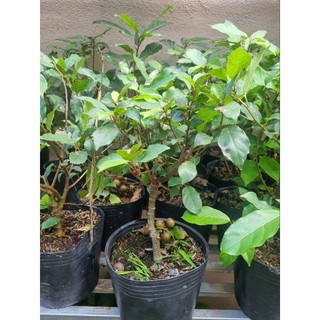 Chậu cây sung ăn quả - sung bonsai mini