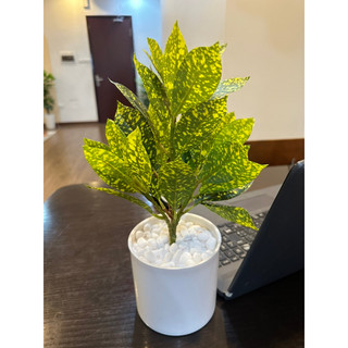 (Kèm chậu) cây vàng anh lá đốm 35cm - cây giả trang trí
