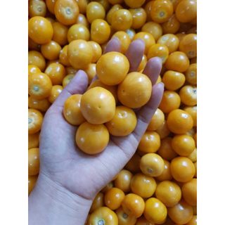 Cây thù lù mỹ ,cây tầm bóp, anh đào đất - cây giống