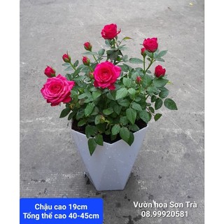 Cây hoa hồng tỷ muội hà lan đang hoa.