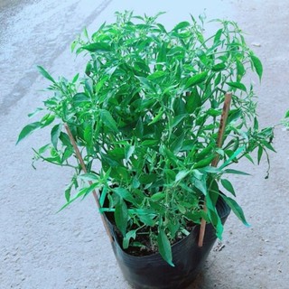 Cây Ớt Hiểm (Ớt Xiêm)