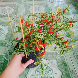 Cây Ớt Hiểm (Ớt Xiêm)
