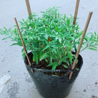 Cây Ớt Hiểm (Ớt Xiêm)