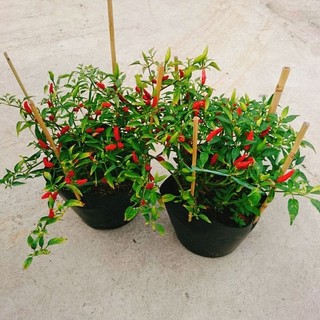 Cây Ớt Hiểm (Ớt Xiêm)