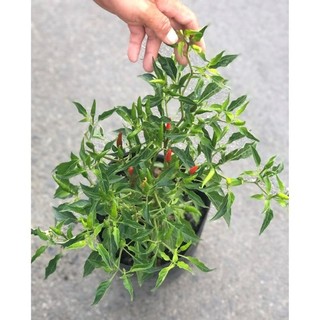 Cây Ớt Hiểm (Ớt Xiêm)