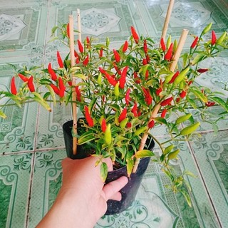 Cây Ớt Hiểm (Ớt Xiêm)