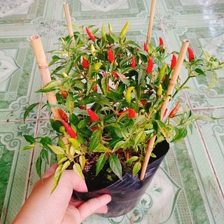 Cây Ớt Hiểm (Ớt Xiêm)
