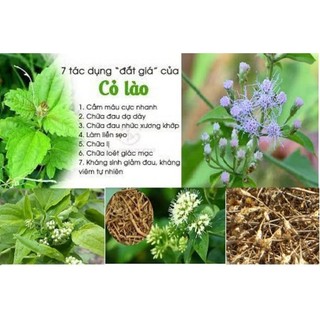 1kg cây cỏ lào sấy khô