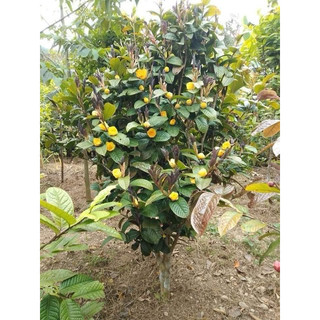 Cây giống Trà Hoa Vàng Ba Chẽ (gốc to cao 40-60cm ,gốc nhỏ cao 25-35cm)