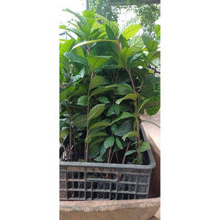 Cây giống Trà Hoa Vàng Ba Chẽ (gốc to cao 40-60cm ,gốc nhỏ cao 25-35cm)
