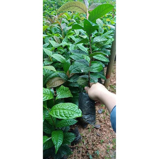 Cây giống Trà Hoa Vàng Ba Chẽ (gốc to cao 40-60cm ,gốc nhỏ cao 25-35cm)