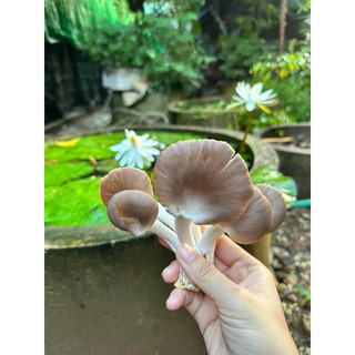 Phôi nấm bào ngư xám