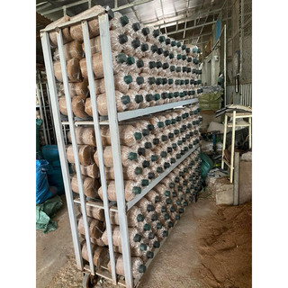 Phôi nấm bào ngư xám