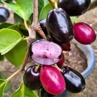 Chậu cây trâm rừng, trâm đen cao 40-60cm. cây đẹp.