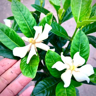Cây dành dành - cây hoa - cây dược liệu cao 40-50cm đang nụ hoa.