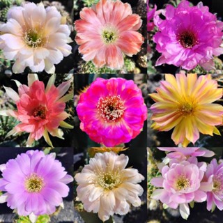 Xương rồng Lobivia nụ size 4cm hoa ngẫu nhiên chưa biết màu hoa.