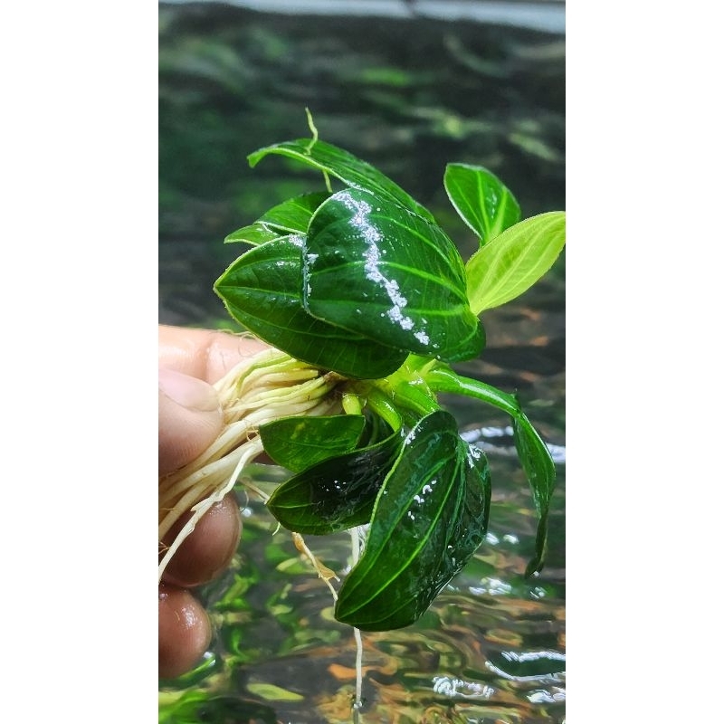 Trầu Igu 09 (size to trên 13 lá)