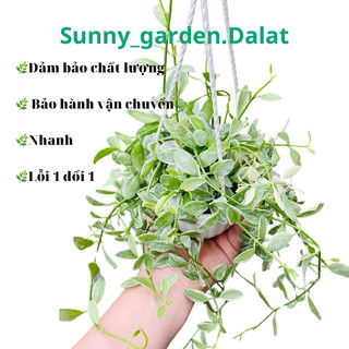 Chậu treo nhỏ Dischidia oiantha - Hạt dưa var