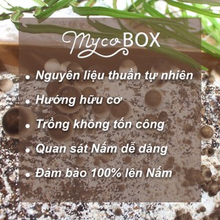 MycoBOX - Phôi trồng Nấm Rơm