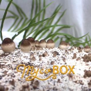 MycoBOX - Phôi trồng Nấm Rơm